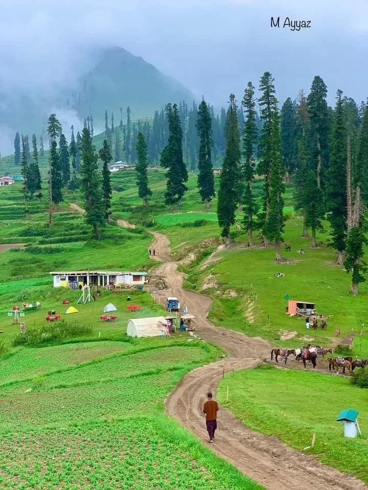 Green meadows and pine forests of Lalazar, Kaghan Valley