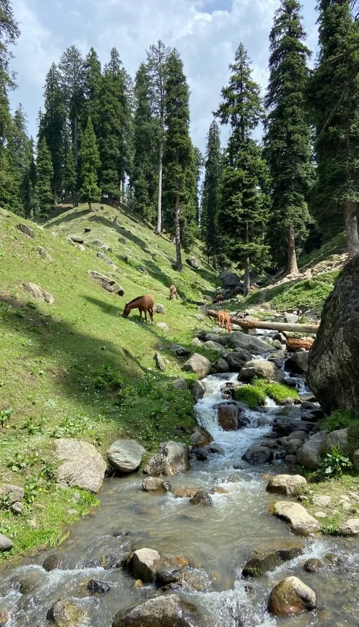 A mountain stream running through pine forest in Kaghan Valley